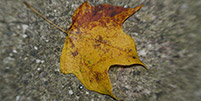 Fallen leave